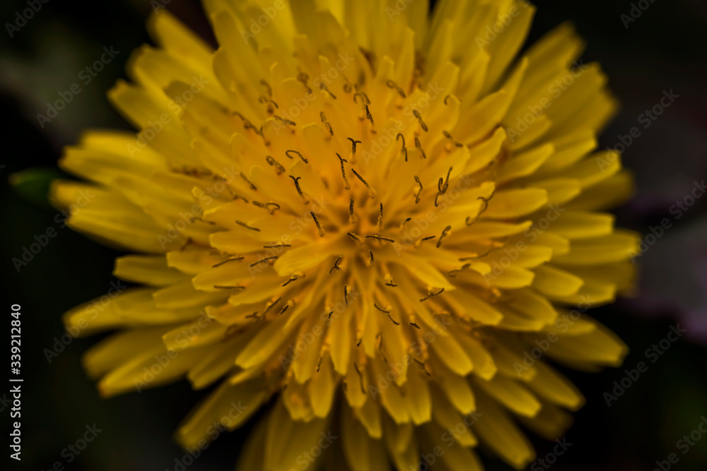 Dandelion macro photo. Yellow dandelion flower. Green dandelion leaves. Dandelions bloom in spring. View from above Dandelion macro photo. Yellow dandelion flower. Green dandelion leaves. Dandelions bloom in spring. View from above