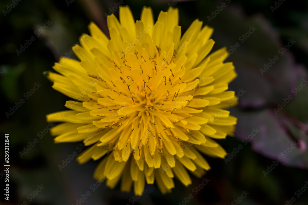 Dandelion macro photo. Yellow dandelion flower close-up. Blue background. Blooming dandelion in the spring. Flat lay Dandelion macro photo. Yellow dandelion flower close-up. Blue background. Blooming dandelion in the spring. Flat lay