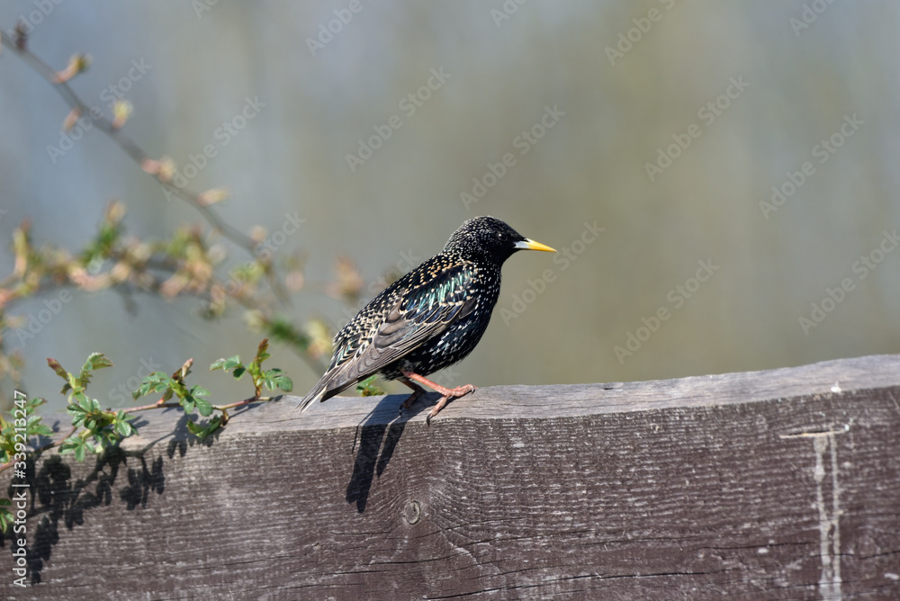 Obraz premium the starling sits in a brown fence with shimmering feathers
