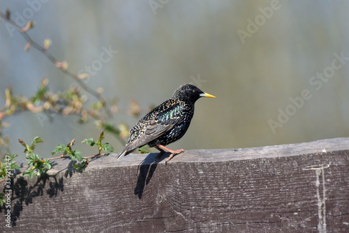 the starling sits in a brown fence with shimmering feathers