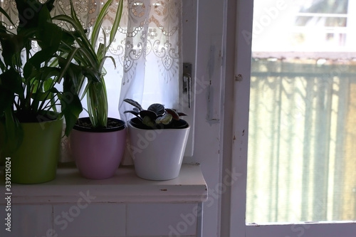 House plants on a window sill. Selective focus.