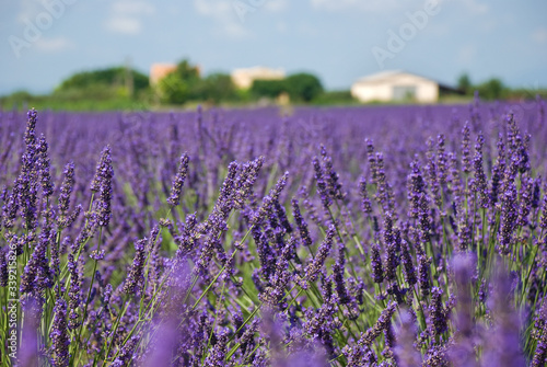 Lavendel mit Bauernhof