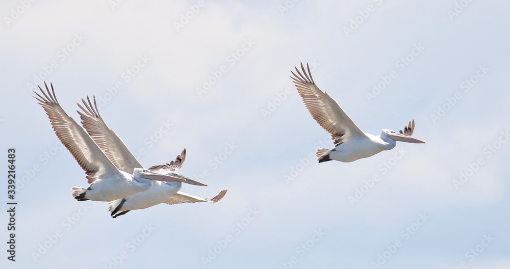 Dalmatian pelican in flight,  Pelecanus crispus