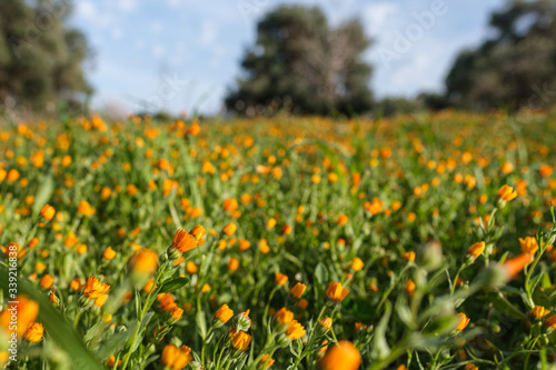 Flowers in a Field, Fasano, Apulia, Italy
