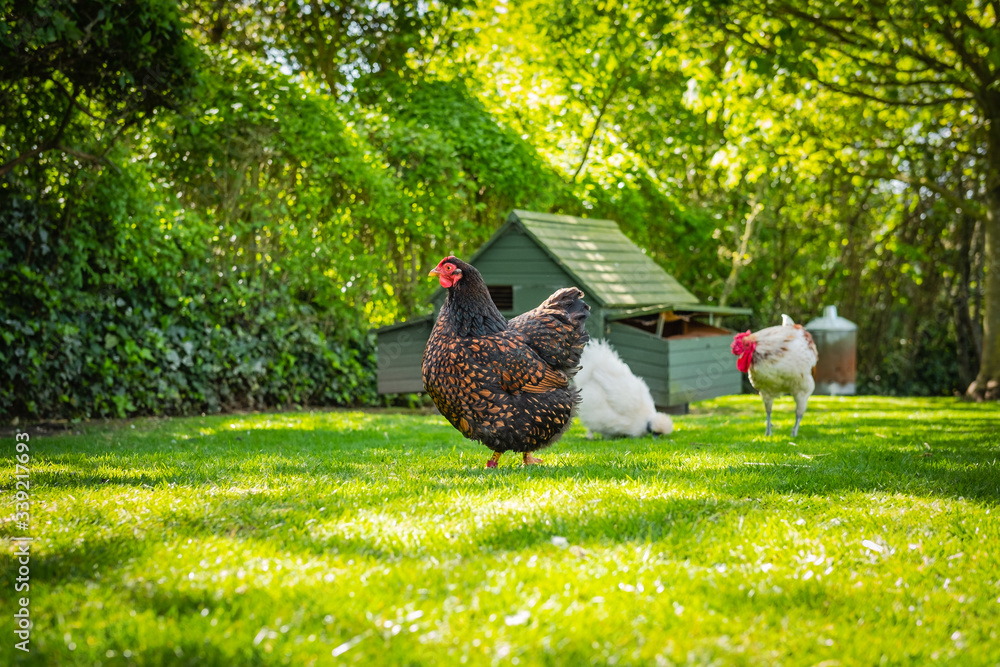 Φωτογραφία Shallow, ground level view of an adult Wyandotte hen having left the distant chicken house after laying her egg