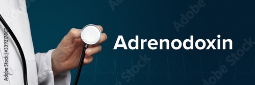 Adrenodoxin. Doctor in smock holds stethoscope. The word Adrenodoxin is next to it. Symbol of medicine, illness, health photo