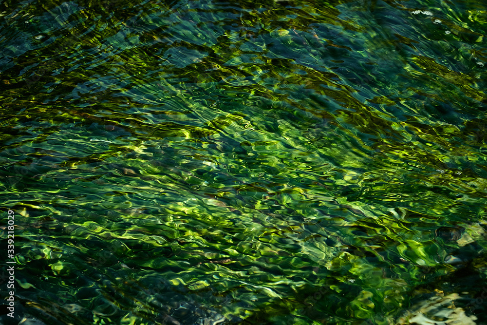 green seaweed underwater background from above. Algae in ocean water. Background and surface texture. green seaweed underwater background from above. Algae in ocean water. Background and surface texture.