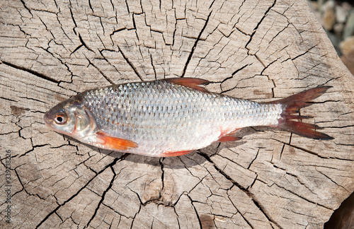 Fresh roach lies in the center of a log on a wooden background. On Lusk fish, fins, tail