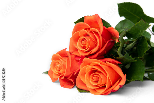 Orange roses isolated on white background.