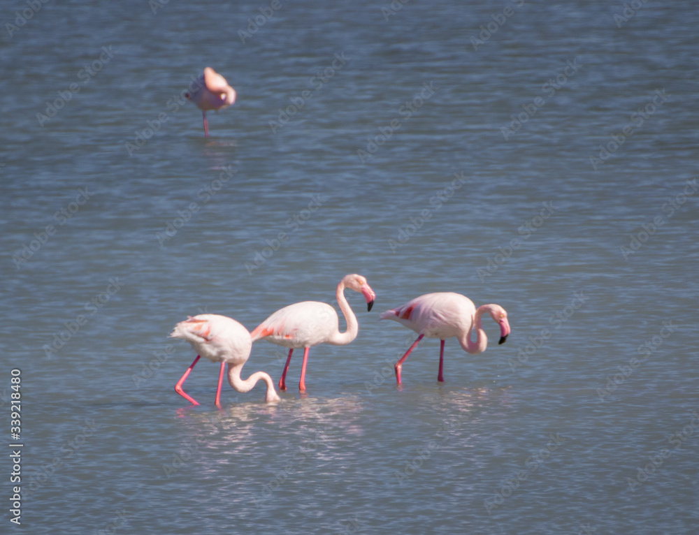 Ayvalik, Turkey - right beside the wonderful village of Ayvalik, the small St. Tuka Tuz Gölü hosts one of the main flamingos colonies in Turkey 