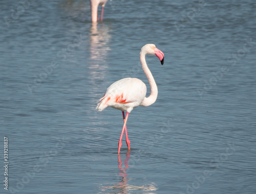 Ayvalik, Turkey - right beside the wonderful village of Ayvalik, the small St. Tuka Tuz Gölü hosts one of the main flamingos colonies in Turkey 