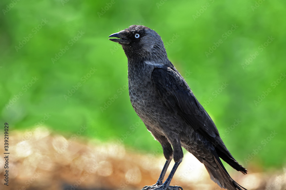 Fototapeta premium The western jackdaw (Coloeus monedula) sits on the ground on blurred green background