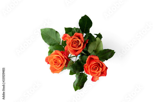 Orange roses isolated on white background.