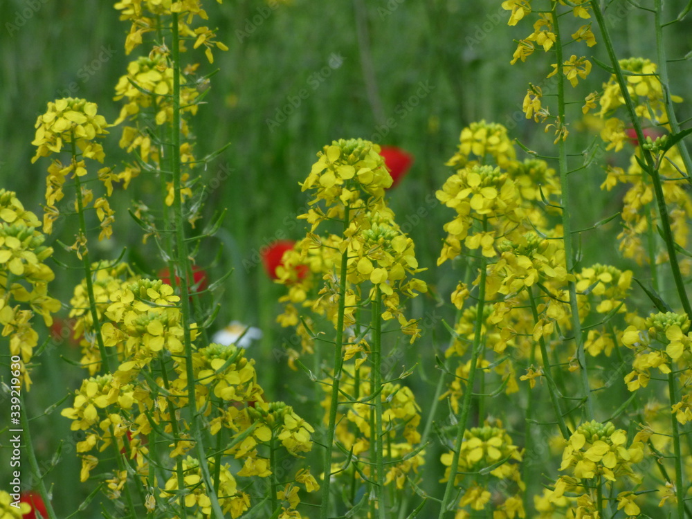 Obraz premium Flowers in Spring