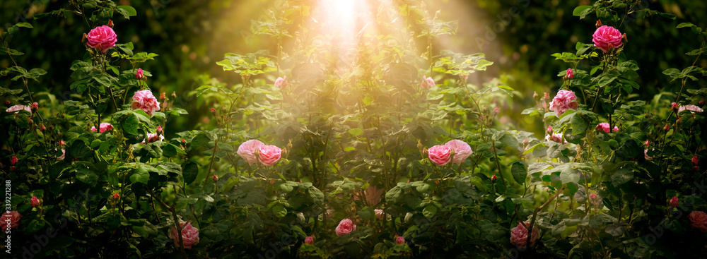 Blooming rose flowers in fabulous garden on mysterious fairy tale spring or summer floral sunny background with sun light beams and rays, fantasy amazing nature dreamy landscape, wide panoramic banner Stock Photo |