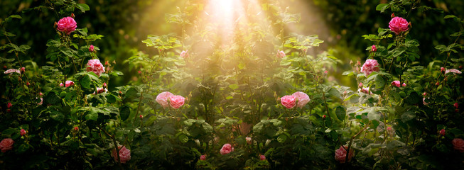 Blooming rose flowers in fabulous garden on mysterious fairy tale spring or summer floral sunny background with sun light beams and rays, fantasy amazing nature dreamy landscape, wide panoramic banner