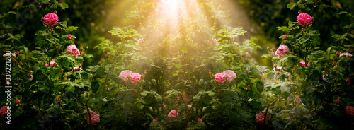 Fényképezés Blooming rose flowers in fabulous garden on mysterious fairy tale spring or summ