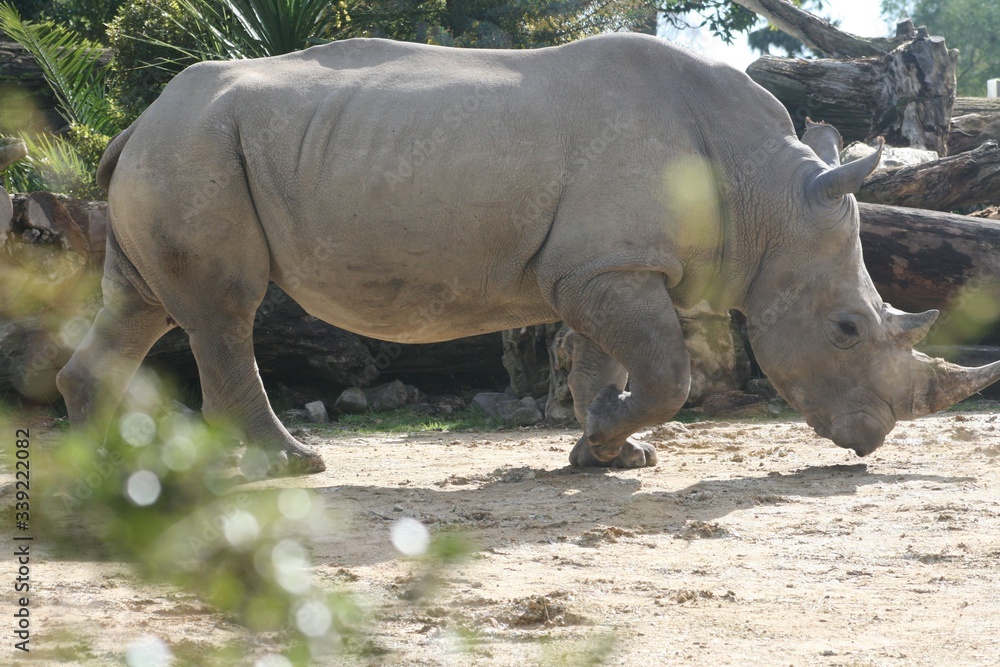 Naklejka premium Rhinicéros