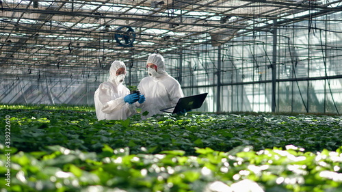 Plants are getting analyzed by two biologists