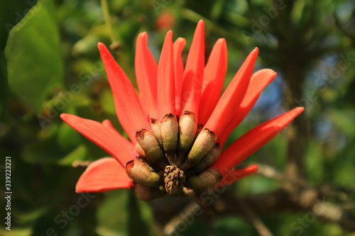 Vibrant Orange Red Color Flower of Coast Coral Tree on Easter Island, Chile, South America
