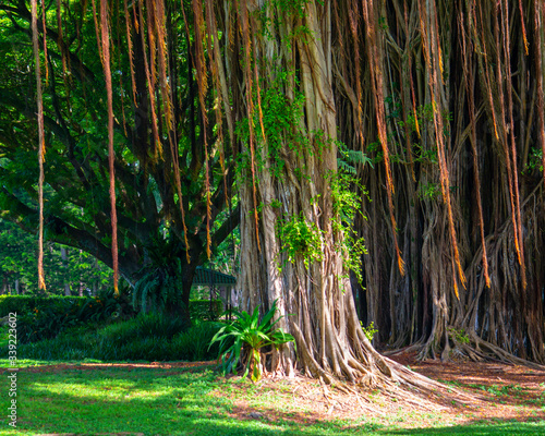 banyan tree