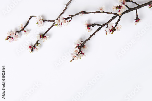 White blossom on pastel white background. Flat lay, top view.