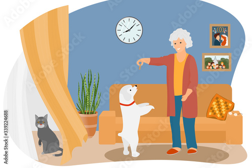 The old woman stayed at home and plays with pets - a dog and a cat. Lifestyle pensioner. Homework for grandmother. Training white poodle.