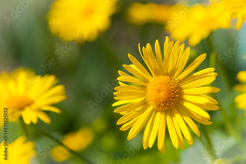  yellow camomile on a green background