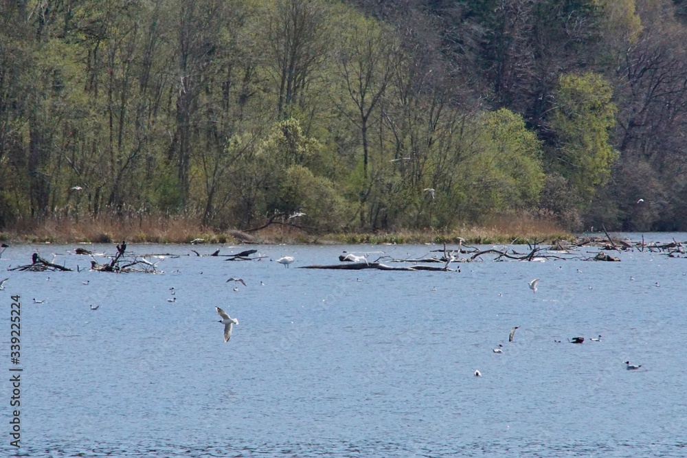 Group of wild Water bird at a lake Group of wild Water bird at a lake
