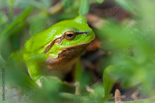  frog sitting in green grass