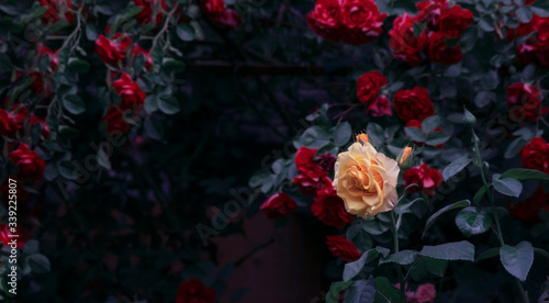 Fototapeta Naklejka Na Ścianę i Meble -  Blooming yellow and red rose flowers in mystical garden on mysterious fairy tale spring or summer floral background, fantasy nature dreamy landscape toned in low key, dark tones and shades
