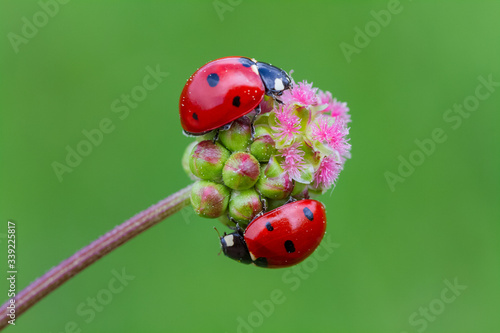Ladybug and flower on sun © mehmetkrc