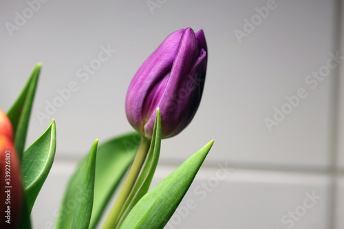 Beautiful fresh purple tulip flower and it's green leaves in a macro / closeup image. Lovely springtime flower bringing some color and happiness to home interior. White tile wall in the background.