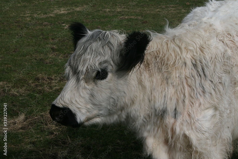 Fototapeta premium vache