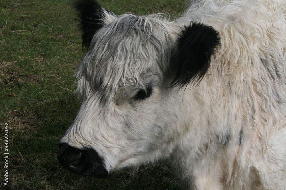 Fototapeta premium vache