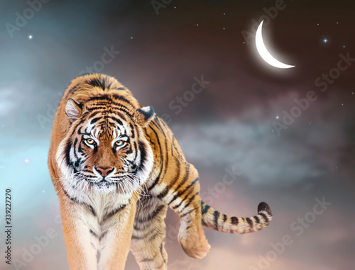 Fantasy tiger walking forward on fabulous magical night sky background with glowing crescent moon  shining stars and clouds  fairy tale space heaven  fantastic artistic picture with majestic animal