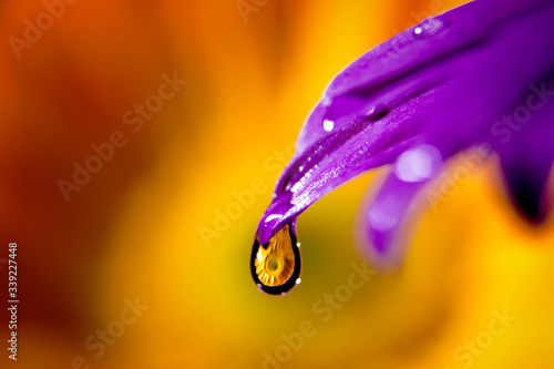 Obraz na płótnie Calendula reflected in rain drop on purple petal