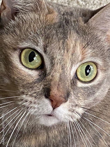 portrait of a cat