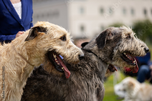 Irish wolfhounds outdoor on dog show at summer