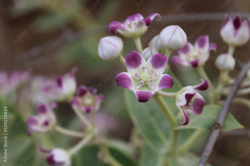 Fototapeta premium purple crocus flower