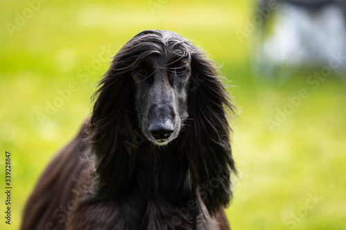 Afghan hound outdoor on dog show at summer