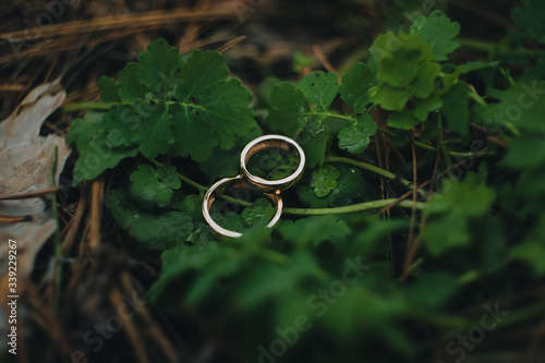 Wedding gold rings lie on green plants, foliage. Photography, concept.