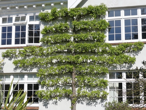 Fan trained tree or horizontal espalier on wall of house

