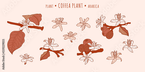 Coffea arabica plant. Coffee fruits and flowers on a branches