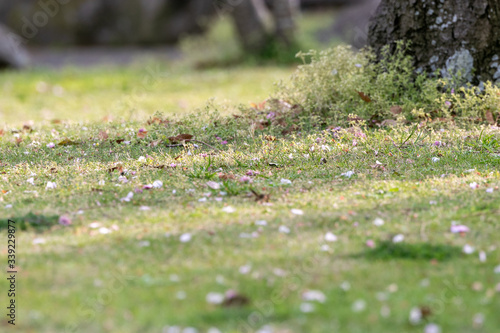 地面の桜の花びら　千葉県習志野市　日本 © 政昭 大橋