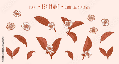 Tea plant. Camellia leaves and flowers on a branches