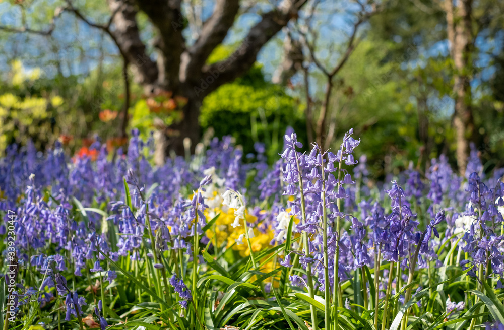 Bluebells and tulips reflecting the sunshine in spring, photographed outside the historic walled garden at Eastcote House Gardens, London Borough of Hillingdon, UK. Bluebells and tulips reflecting the sunshine in spring, photographed outside the historic walled garden at Eastcote House Gardens, London Borough of Hillingdon, UK.
