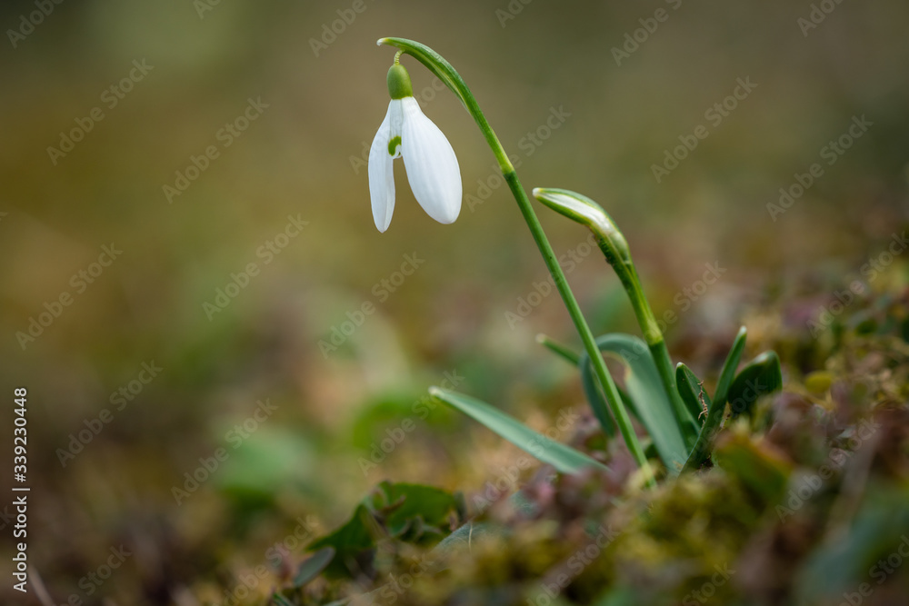 Snowdrops as a first spring flowers Snowdrops as a first spring flowers