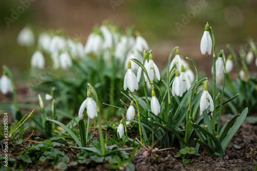 Snowdrops as a first spring flowers