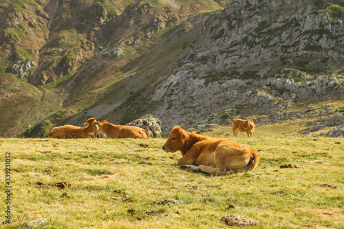 Calf resting on the grass